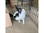 Adopt Amaya a English Spot / Mixed rabbit in Port Richey, FL (33211880)