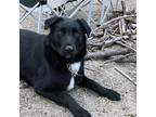 Adopt Dutton a Black - with White Labrador Retriever / Mixed dog in San Diego