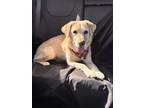 Adopt Basil a Golden Retriever, Labrador Retriever