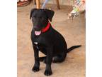 Adopt Apple a Black - with White Labrador Retriever / Whippet / Mixed dog in