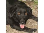 Adopt Happy a Black Labrador Retriever / Mixed dog in Savannah, MO (35679377)