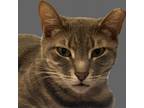 Adopt Skyler a Gray or Blue Domestic Shorthair / Mixed cat in St.