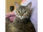 Adopt Kit Kat a Brown or Chocolate Domestic Shorthair / Mixed cat in Rochester