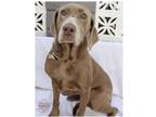 Adopt Macy a Brown/Chocolate Labrador Retriever / Weimaraner / Mixed dog in