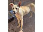 Adopt Lamby a Tan/Yellow/Fawn - with White German Shepherd Dog / Labrador