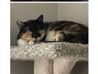 Adopt Tinker Bell a Calico or Dilute Calico Calico (short coat) cat in