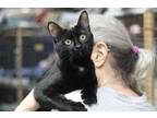 Adopt Corrine a All Black Domestic Shorthair (short coat) cat in Avon