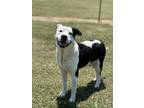 Adopt oreo a Black - with White Pit Bull Terrier / Mixed dog in Opelousas