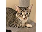 Adopt Minnie a Brown Tabby Domestic Shorthair (short coat) cat in Orange