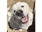 Adopt Aspen and Alpine a White Great Pyrenees / Mixed dog in Spring Valley