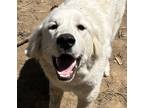 Adopt Alpine and Aspen a White Great Pyrenees / Mixed dog in Plainfield