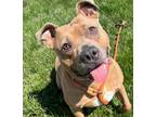 Adopt Lainey a Red/Golden/Orange/Chestnut - with White American Pit Bull Terrier