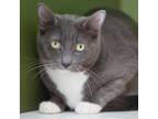 Adopt Tortellini a Gray or Blue Domestic Shorthair / Mixed cat in Saratoga