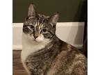 Adopt Sissy a Gray or Blue Domestic Shorthair / Mixed cat in Saratoga Springs