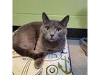 Adopt Hopper a Gray or Blue Domestic Shorthair / Mixed cat in Ridgeland