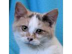 Adopt Tamagotchi a Calico or Dilute Calico Domestic Shorthair / Mixed cat in