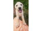 Adopt Willie a White - with Tan, Yellow or Fawn Anatolian Shepherd / Mixed dog
