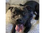 Adopt Storm a Black American Pit Bull Terrier / Mixed dog in Lynchburg