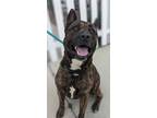 Adopt GUNNAR a Brown/Chocolate American Pit Bull Terrier / Mixed dog in