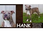 Adopt Hank a Gray/Blue/Silver/Salt & Pepper American Staffordshire Terrier /