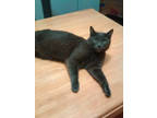 Adopt Clooney a Gray or Blue Domestic Shorthair / Domestic Shorthair / Mixed cat