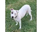 Adopt Harley a White American Pit Bull Terrier / Mixed Breed (Medium) / Mixed
