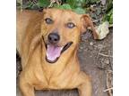 Adopt Chiweenie a Brown/Chocolate Dachshund / Mixed dog in Laredo, TX (38113197)