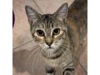 Adopt Tillie a Brown or Chocolate Domestic Shorthair / Mixed cat in Fort