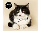Adopt CLANCY a Black & White or Tuxedo Domestic Shorthair (short coat) cat in