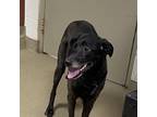 Adopt Pippy a Black Labrador Retriever / Mixed dog in Columbus, GA (38113522)