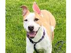 Adopt Marco a Red/Golden/Orange/Chestnut - with White American Pit Bull Terrier