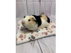 Adopt Jimbob a Guinea Pig small animal in Fountain Valley, CA (38115485)