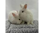 Adopt Dove & Ebby a Other/Unknown / Mixed rabbit in Fountain Valley