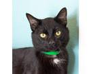 Adopt Duke a All Black Domestic Shorthair / Mixed cat in Morgan Hill