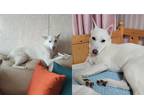 Adopt Bookku a White - with Tan, Yellow or Fawn Jindo / Shiba Inu / Mixed dog in
