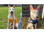 Adopt Queen a White - with Tan, Yellow or Fawn Jindo / Shiba Inu / Mixed dog in