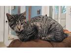 Adopt Malee a Brown Tabby Domestic Shorthair (short coat) cat in Sioux Falls