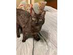 Adopt Friedrich a Tiger Striped Domestic Shorthair (short coat) cat in Brooklyn