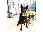 Adopt Timo a Black Labrador Retriever / Mixed dog in Castro Valley