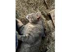 Adopt Thomas a Gray, Blue or Silver Tabby Domestic Shorthair (short coat) cat in