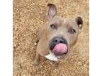 Adopt Poppy a Gray/Silver/Salt & Pepper - with Black American Pit Bull Terrier /