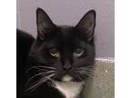 Adopt Wally a All Black Domestic Shorthair / Mixed cat in Zanesville