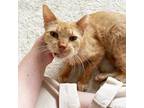 Adopt Halle With The Good Hair a Orange or Red Domestic Shorthair / Mixed cat in
