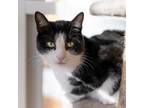 Adopt Julie a All Black Domestic Shorthair / Mixed cat in East Hampton