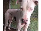Adopt ISIS a Great Dane / Mixed dog in Pembroke, GA (30198404)