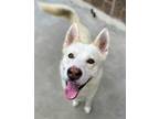 Adopt Silas a White Husky / Mixed dog in Reidsville, NC (38125736)