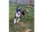 Adopt Millie a Black - with White Pit Bull Terrier / Mixed dog in Indianapolis