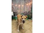 Adopt Aries a Red/Golden/Orange/Chestnut - with White Akita / Pit Bull Terrier /