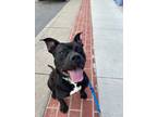 Adopt Pippin a Black Pit Bull Terrier / Mixed dog in Indianapolis, IN (38334689)