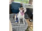 Adopt Cheeto a White - with Tan, Yellow or Fawn Pit Bull Terrier / Mixed dog in